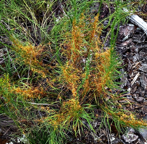 {Cuscuta harperi}